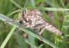 Machimus rusticus